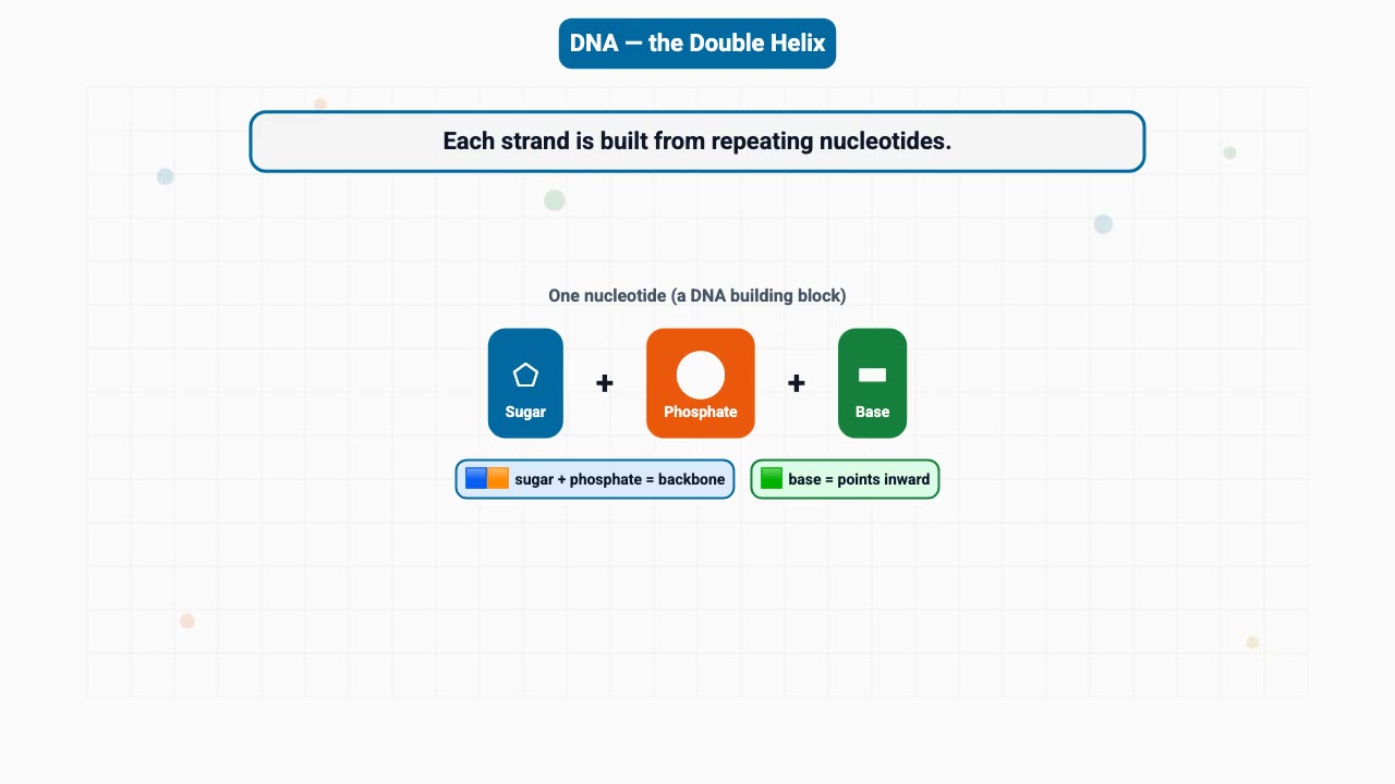 DNA double helix, built to store your genes